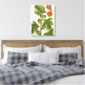 Die Feigenbaum, Platte 125 von "A Curious Herbal", Leinwanddruck (Insitu (Schlafzimmer))
