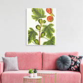 Die Feigenbaum, Platte 125 von "A Curious Herbal", Leinwanddruck (Insitu (Wohnzimmer))