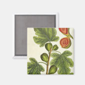 Die Feigenbaum, Platte 125 von "A Curious Herbal", Magnet (Vorderseite/Rückseite)