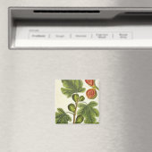 Die Feigenbaum, Platte 125 von "A Curious Herbal", Magnet (In Situ (Geschirrspüler))