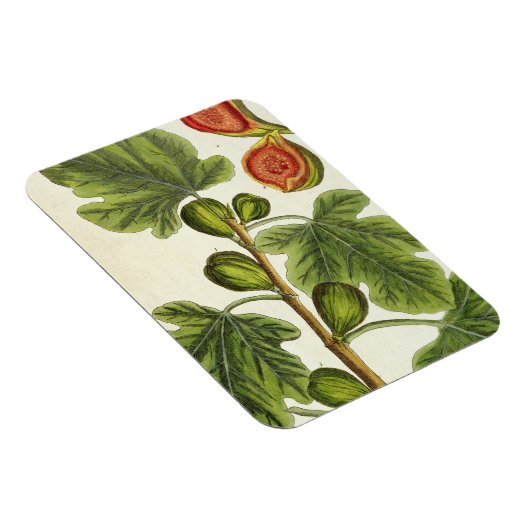 Die Feigenbaum, Platte 125 von "A Curious Herbal", Magnet (Rechte Seite)