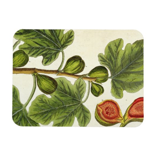 Die Feigenbaum, Platte 125 von "A Curious Herbal", Magnet (Horizontal)