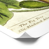 Die Feigenbaum, Platte 125 von "A Curious Herbal", Poster (Ecke)