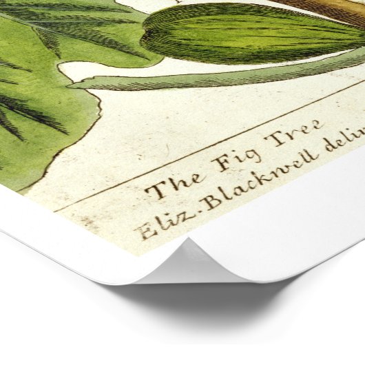 Die Feigenbaum, Platte 125 von "A Curious Herbal", Poster (Ecke)