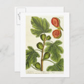 Die Feigenbaum, Platte 125 von "A Curious Herbal", Postkarte (Vorne/Hinten)