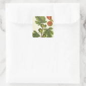 Die Feigenbaum, Platte 125 von "A Curious Herbal", Quadratischer Aufkleber (Tasche)