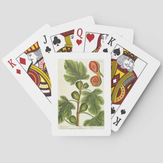 Die Feigenbaum, Platte 125 von "A Curious Herbal", Spielkarten (Rückseite)