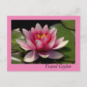 Die Ferienkarten mit dem schönen Lotus darauf. Postkarte (Vorderseite)