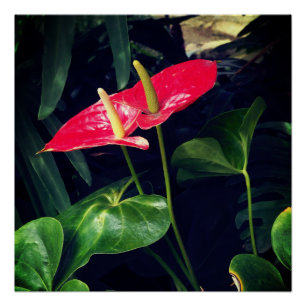 Die Flamingo-Pflanze Poster