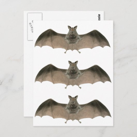 die Fledermaus Postkarte (Vorne/Hinten)