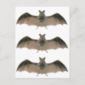 die Fledermaus Postkarte (Vorderseite)