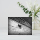 die Fliege Postkarte (Stehend Vorderseite)