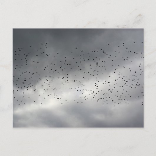 Die Flock-Postkarte Postkarte (Vorderseite)