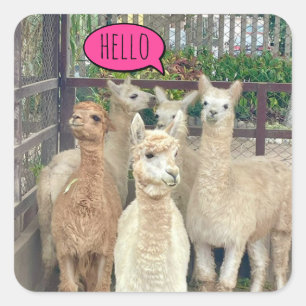 Die Flock von Lamas sagen Hallo auf Aufklebern Quadratischer Aufkleber