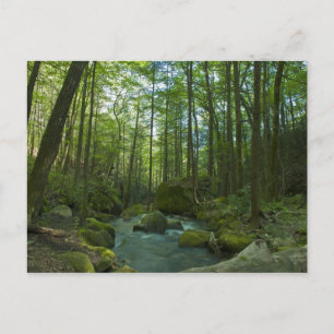 Die Flucht aus dem Wald Postkarte