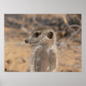 Die Fluffernutter-Kollektion - Daydreaming Poster (Vorne)