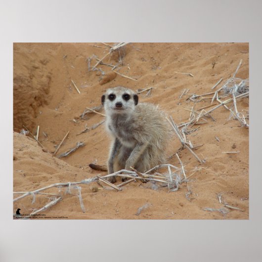 Die Fluffernutter Kollektion - Lächeln Poster (Vorne)