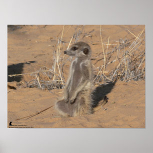 Die Fluffernutter-Kollektion - Sonnenschein Poster