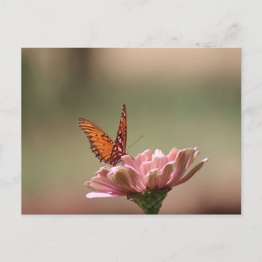 Die Flügel — Schmetterlingspostkarte Postkarte (Vorderseite)