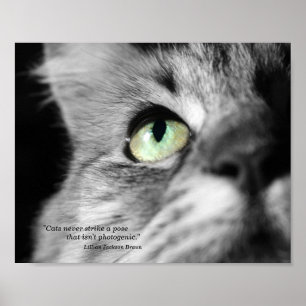 Die fotogene Katze Poster