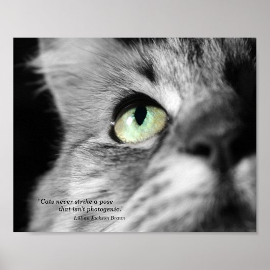 Die fotogene Katze Poster (Vorne)