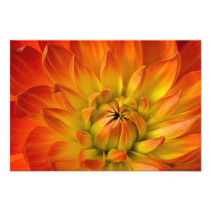 Die Fotografien der Dalhia-Blume mit den Fotodruck