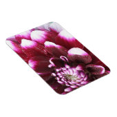 Die Fotografien der Dalhia-Blume mit den Magnet (Rechte Seite)