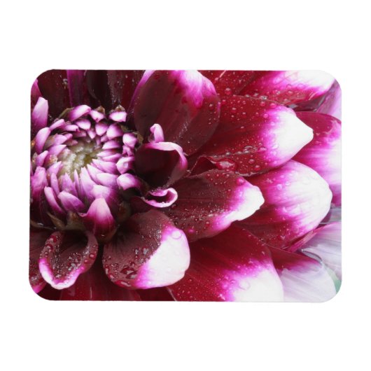 Die Fotografien der Dalhia-Blume mit den Magnet (Horizontal)