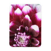 Die Fotografien der Dalhia-Blume mit den Magnet (Vertikal)