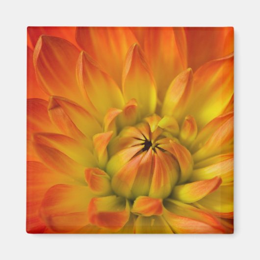 Die Fotografien der Dalhia-Blume mit den Magnet (Vorne)