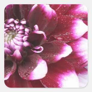 Die Fotografien der Dalhia-Blume mit den Quadratischer Aufkleber
