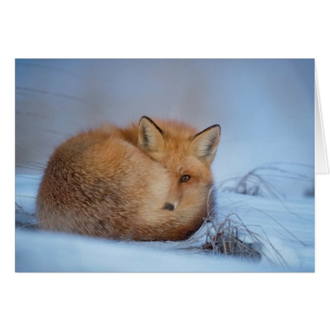 Die fox-Karte (Vorderseite (Horizontal))