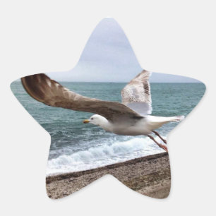 Die französische Möwe von Etretat Stern-Aufkleber