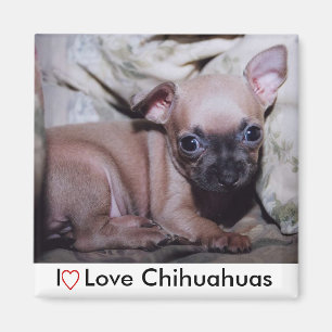 Die Freude des Chihuahua-Liebhabers Magnet