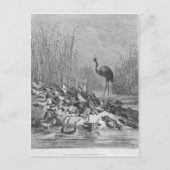 Die Frösche, die für einen König gefragt haben, Postkarte (Vorderseite)