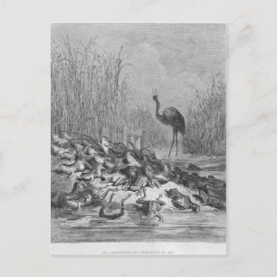 Die Frösche, die für einen König gefragt haben, Postkarte