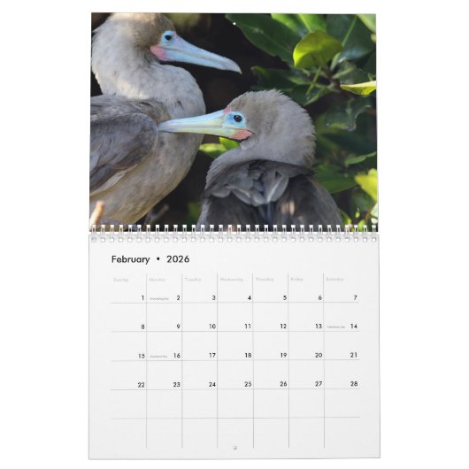 Die Galapagos - 12-monatiger Wandkalender (Feb 2026)