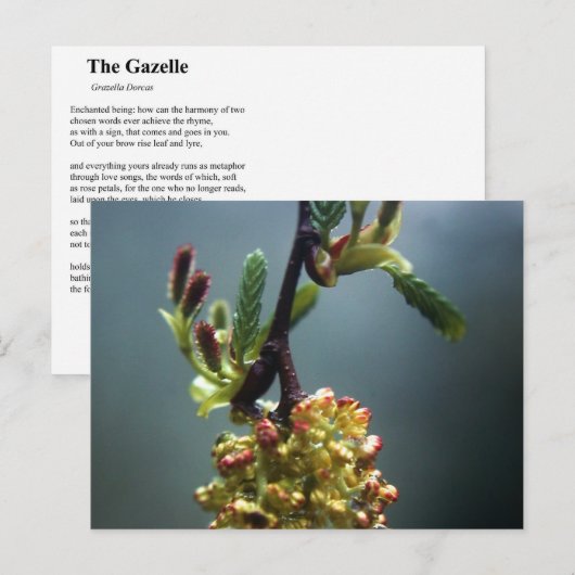 DIE GAZELLE POSTKARTE (Vorne/Hinten)