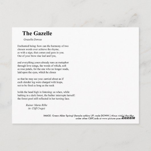 DIE GAZELLE POSTKARTE (Rückseite)