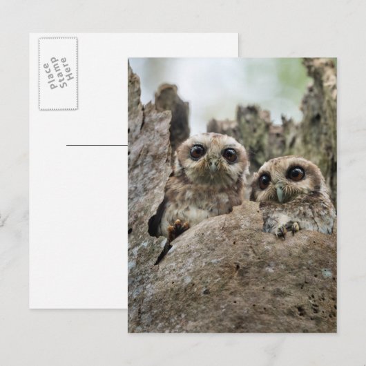 Die gebackene Schüssel oder die kubanische Schrei- Postkarte (Vorne/Hinten)