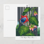 Die geflügelte Passionsblume Botanische Kunst Postkarte (Vorne/Hinten)