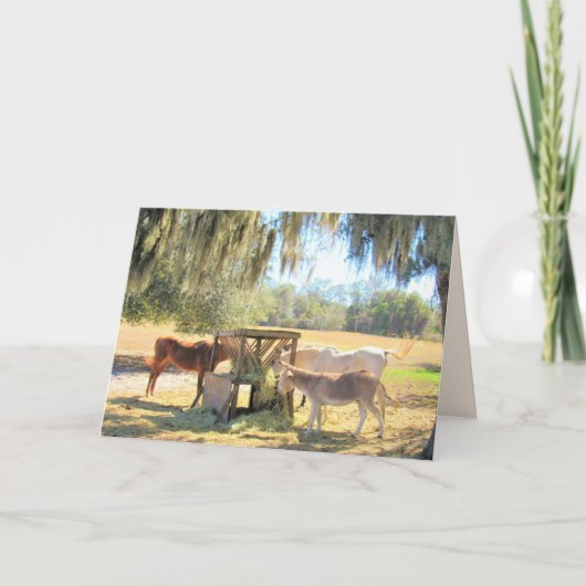 Die Gefüttert Station - Grußkarte für Pferde und S Karte (Vorderseite)