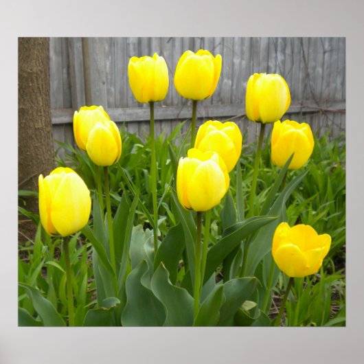 Die gelben Tulpen Poster (Vorne)