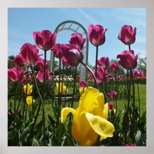 Die gelben und Lila Tulpen Poster (Vorne)