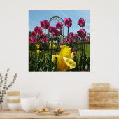 Die gelben und Lila Tulpen Poster (Küche)
