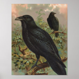 Die Gemeine Raben-Vintage-Vogelillustration Poster