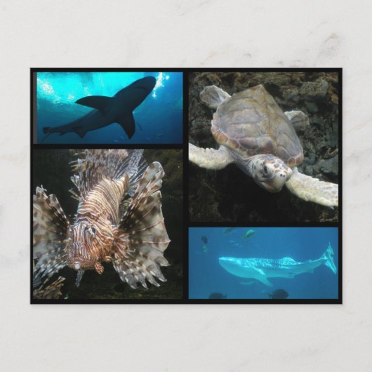 Die Georgia Aquarium Collage Postkarte (Vorderseite)
