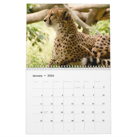 Die Geparden (Acinonyx Jubatus) Kalender (Jan 2026)