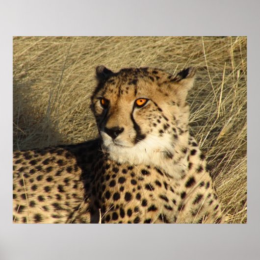 Die Geparden Poster (Vorne)