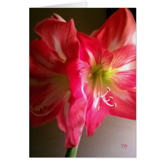 Die Gift Cards (Vorne)